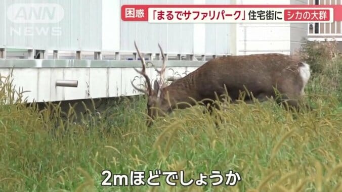 敷地で草を食べる