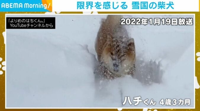 柴犬のハチくん