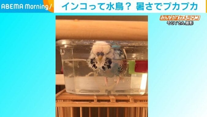 インコが水槽で“ぷかぷか” 静かに涼む姿に飼い主「普段はお喋りなのに」 1枚目