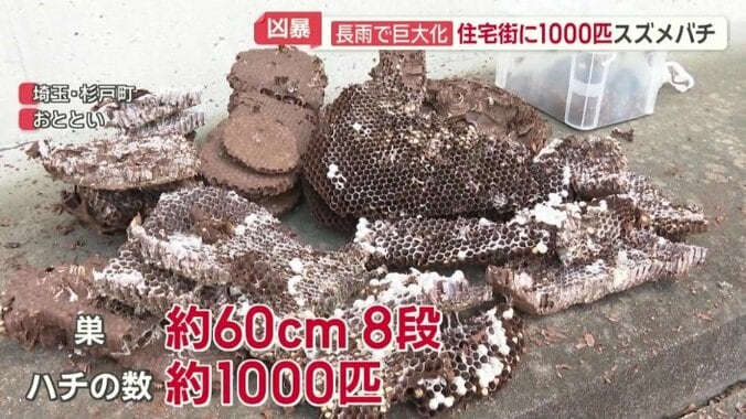 駆除された巣