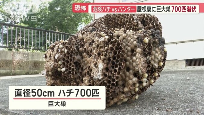 直径およそ50センチの巣、ハチ700匹