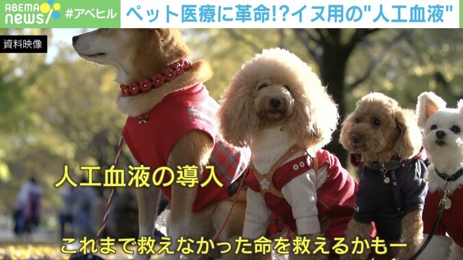 救世主は「ブタの血液」ペット医療に革命か！？ 輸血できずに命を落としていた犬や猫を救える可能性 1枚目