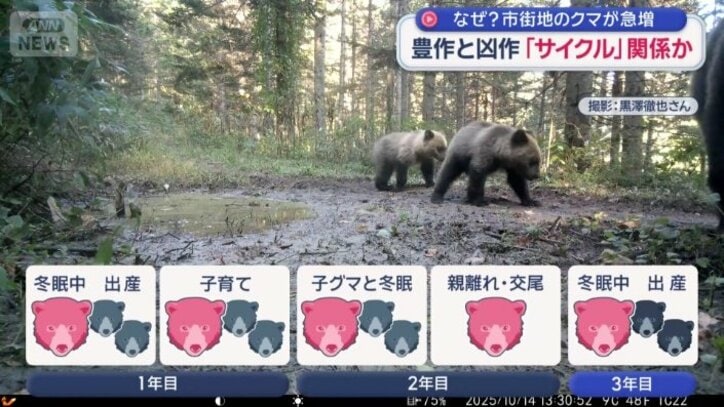 ヒグマの出産間隔