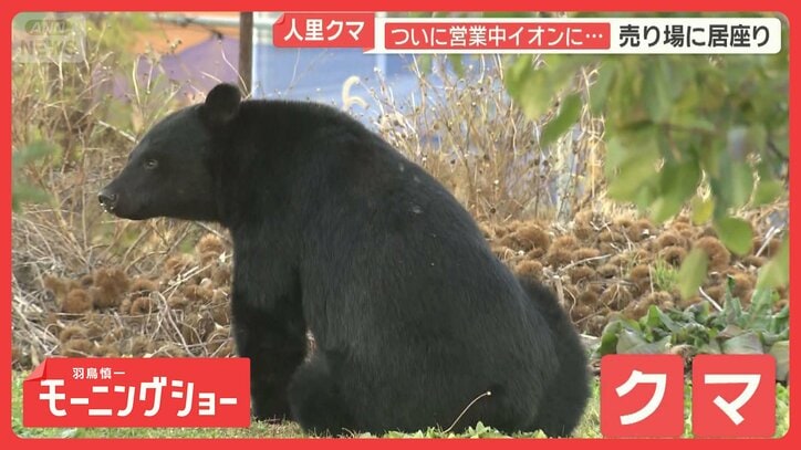 クマ被害多発　イオンに侵入し売り場に居座り　街の中心部になぜ？　田んぼに女性遺体