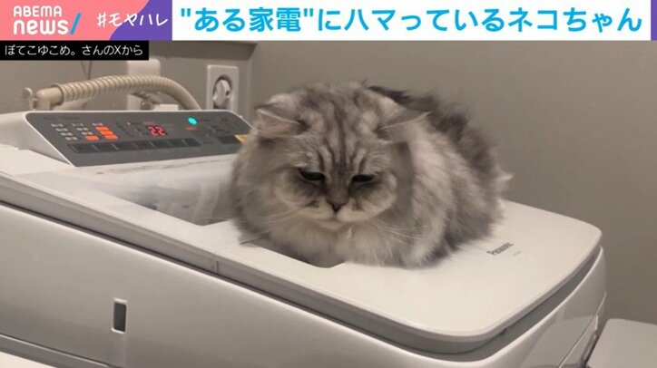 猫のこゆきちゃん