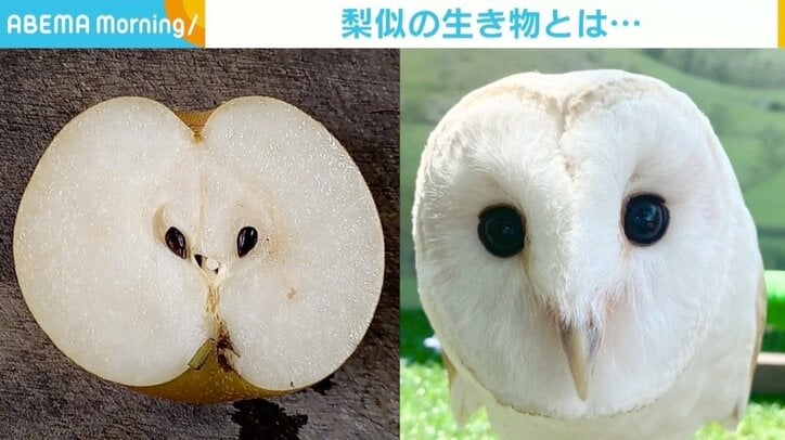 “梨の断面＝メンフクロウの顔”の比較画像が話題 飼育員「リンゴじゃなくてやっぱり梨」