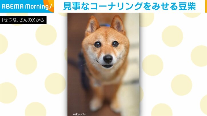 柴犬のころちゃん（5歳）