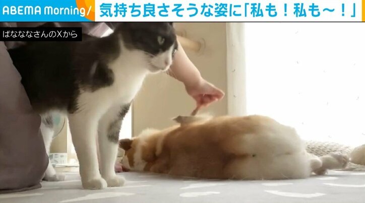 コーギーのあんずちゃん（5歳）と猫のちくわぶちゃん（4歳）