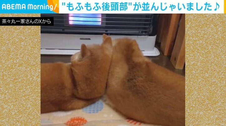 あんずちゃん（12歳）とかりんちゃん（12歳）
