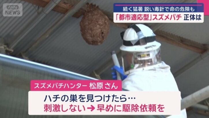 ハチの巣を見つけたら?