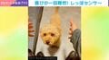 なでようとすると“センサー”発動!? 微動だにしないのに「しっぽだけ」が激しく動くトイプードルの様子に反響「ごまかせないねー」「わかりやすい」