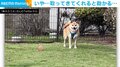 ドッグランで遊ぶ柴犬 ボール遊びをするも「違う、そうじゃない」と感じる行動に「ここです!感すごいw」「飛びっきりの笑顔」と爆笑の声