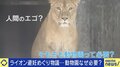 ライオンの「避妊処置」に批判の声… 人間のエゴ? 専門家「飼育には責任が伴う。繁殖の機会もないのに発情している状況はどうなのか」