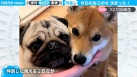 【映像】柴犬に“絶対服従”のパグ