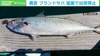 【映像】ブランドサバに異変…猛暑で出荷停止に