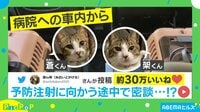 【映像】「ヤバ～い！」中毒性のある“悲鳴”を上げる猫たち