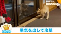 【映像】威勢よく立ち向かう猫の“やんのかステップ”