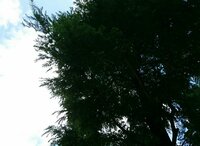 大島康徳『放っておいてくれと言ったら』