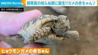 えっ、いつのまに？ カメの赤ちゃん誕生