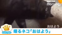 飼い主に“おはよう”と返す猫
