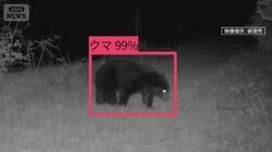 “人間由来の食べ物”学習し執着か…GW前に“春のクマ”出没相次ぐ