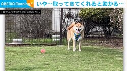 ドッグランで遊ぶ柴犬 ボール遊びをするも「違う、そうじゃない」と感じる行動に「ここです!感すごいw」「飛びっきりの笑顔」と爆笑の声