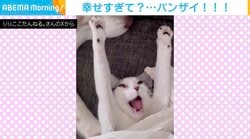 「指先までピーン！」お手本のようなバンザイをする猫がSNSで話題！飼い主も笑い止まらず