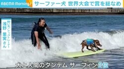 “サーファー犬”が世界大会で賞を総なめ 飼い主「日本のドッグサーフィンをもっと高めたい」