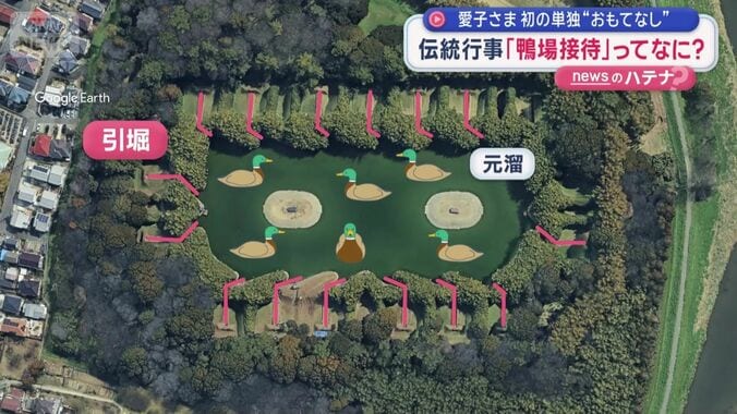 冬になると野生のカモが池に飛来