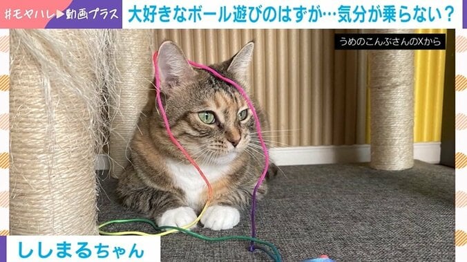 猫のししまるちゃん