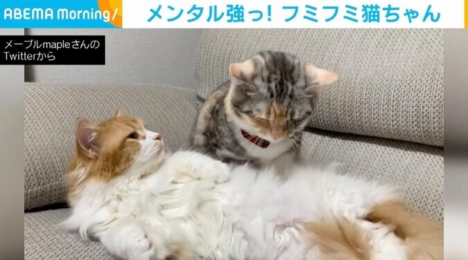 フミフミ…“パンチ”を食らうもフミフミ… 無表情で続ける猫が「メンタル強い」 1枚目