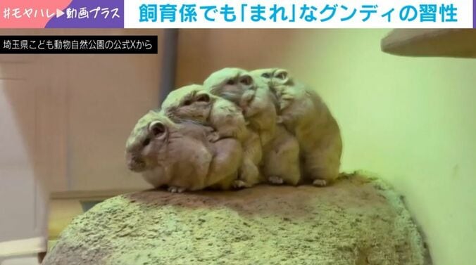 グンディが魅せた“奇跡の整列”