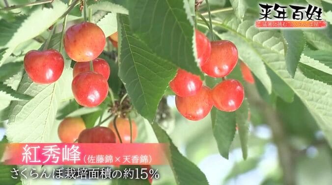 紅秀峰