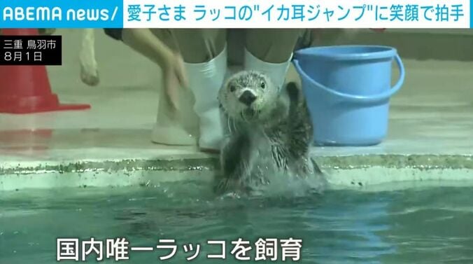 ラッコ