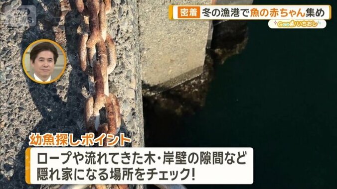 幼魚探しのポイント