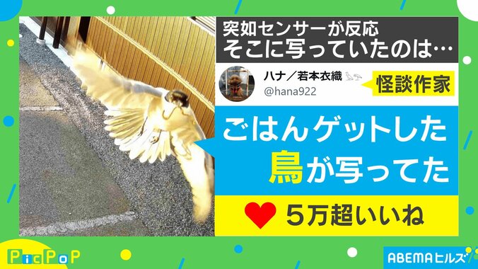 防犯カメラが捉えた決定的瞬間に“鳥”肌！「撮ろうと思っても撮れない」「ドヤ顔に見えて好き」 1枚目