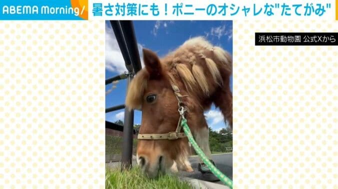 チャチャちゃん