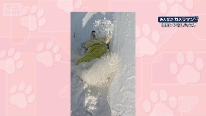 顔からいくワン