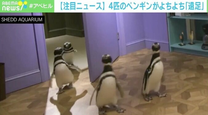 テレビ番組のレプリカセットをよちよちと 4匹のペンギンたちが“遠足” 1枚目