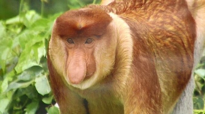 テングザルの“鼻が大きい”理由が判明、メスとオス双方へのアピールに 1枚目