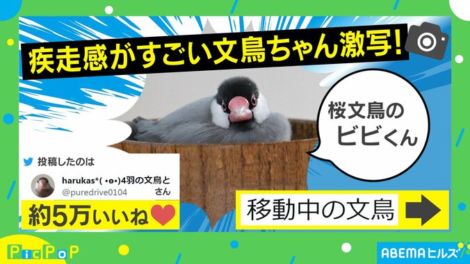 疾走感がすごい!! 飛行中の文鳥の“衝撃的な瞬間”を激写「美しい」「素晴らしい紡錘形」絶賛の声 1枚目