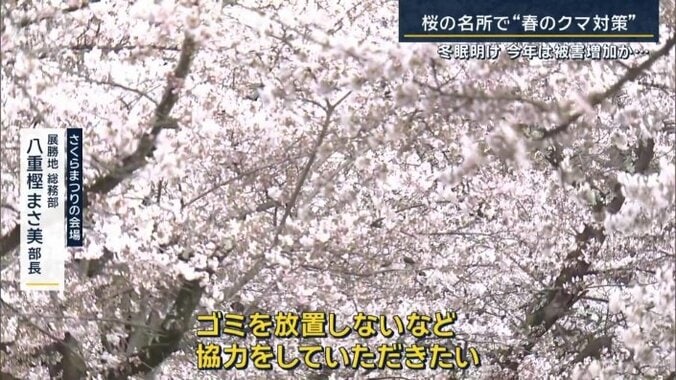 さくらまつりの会場　展勝地総務部　八重樫まさ美部長