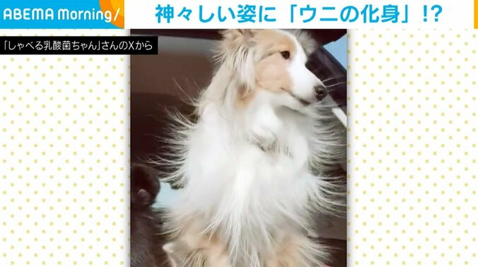 シェットランド・シープドッグのぎずもちゃん（2歳）