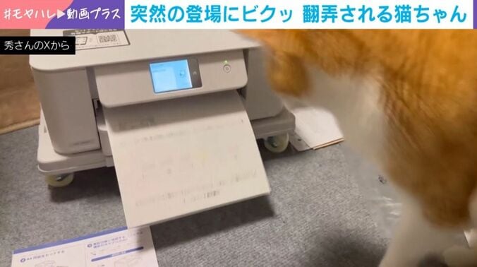 レオくん