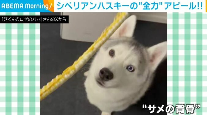 シベリアンハスキーのロゼくん