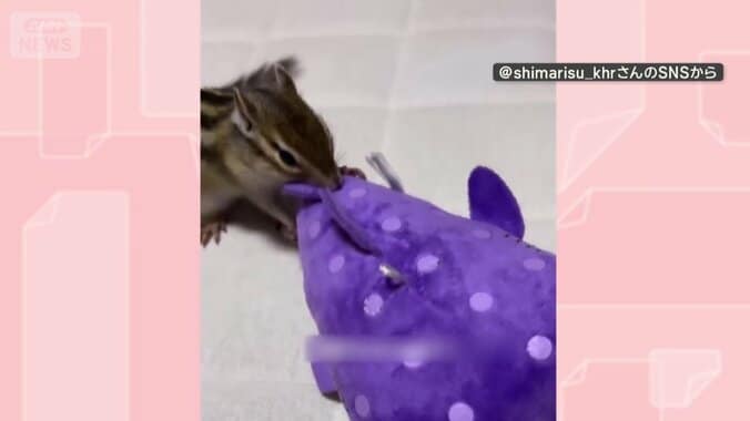 ぬいぐるみで遊ぶ