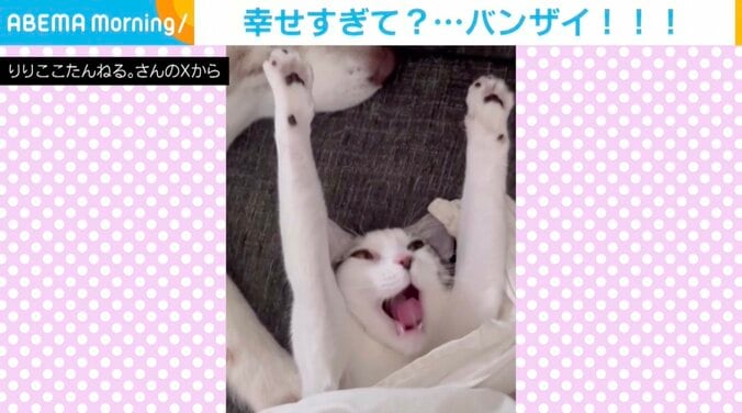 猫のくぅちゃん