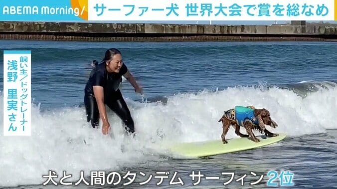 “サーファー犬”が世界大会で賞を総なめ 飼い主「日本のドッグサーフィンをもっと高めたい」 1枚目