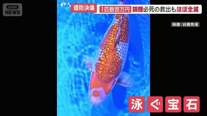 「泳ぐ宝石」とも呼ばれるニシキゴイ