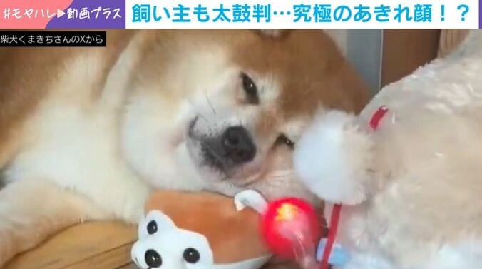 柴犬のくまきちくん